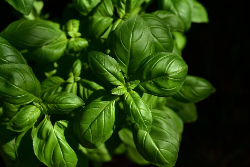Herb Garden Crafts