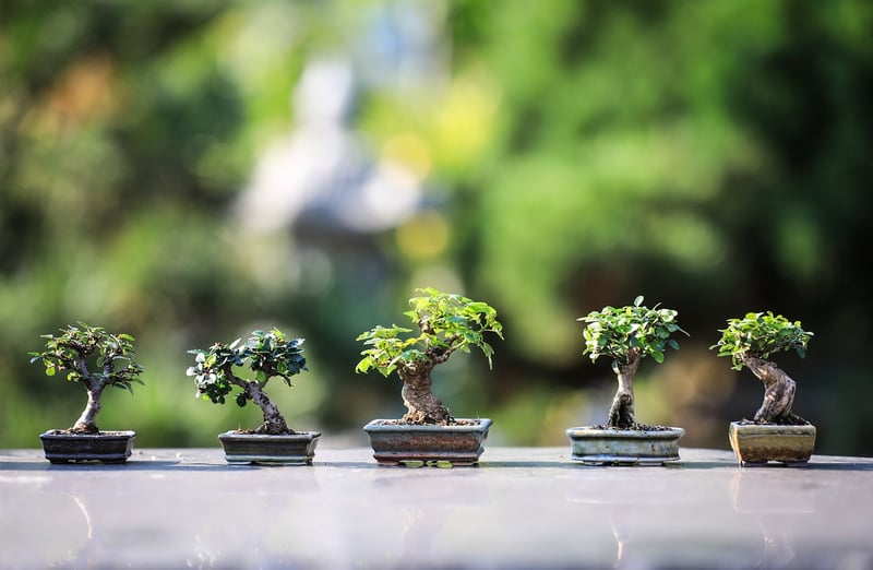 Bonsai Plant